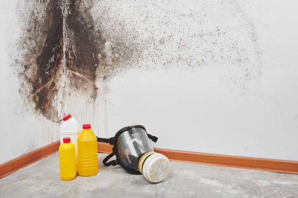 Best Office Mold Removal Services  in Belmont, VA