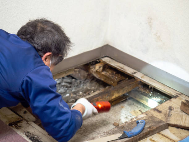 Professional Mold Removal in Belmont, VA