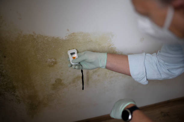 Certified Mold Removal in Belmont, VA