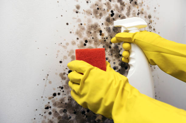 Best Affordable Mold Removal  in Belmont, VA