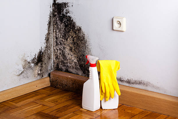 Best Mold Remediation Services  in Belmont, VA