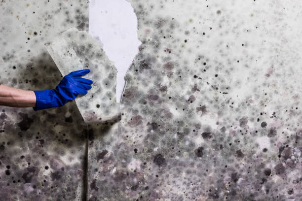 Best Mold Removal Near Me  in Belmont, VA