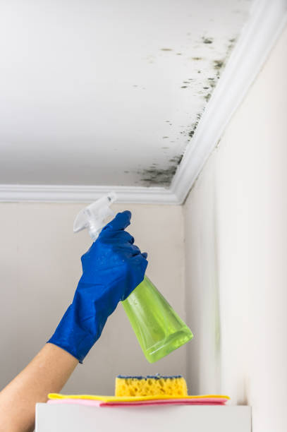 Best Black Mold Removal  in Belmont, VA
